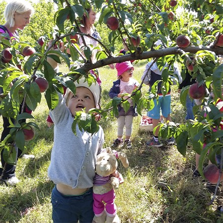 Enfant en train de cueillir des fruits dans le domaine du Clos Fougères dans la Drôme
